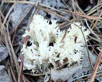 Coral fungus