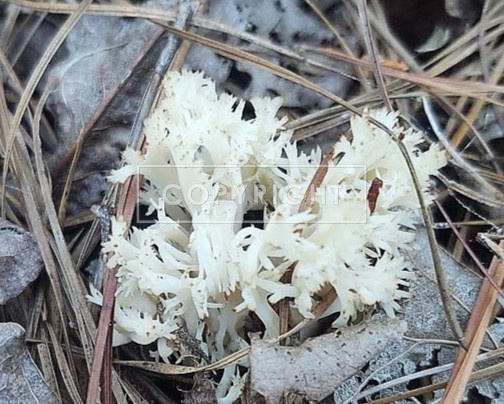 Coral fungus