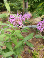 Bee Balm with Bee