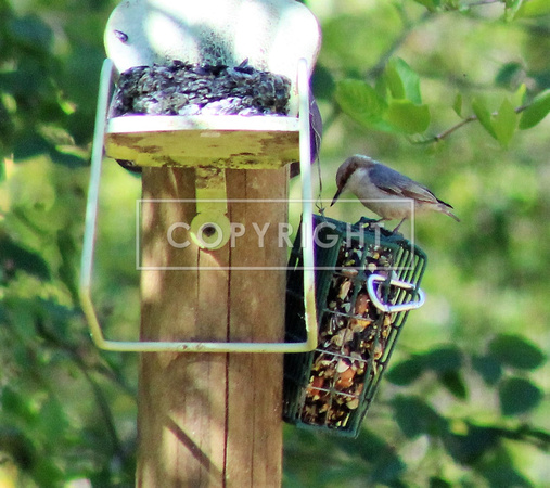 Brown headed Nuthatch