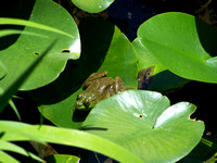 American Bullfrog