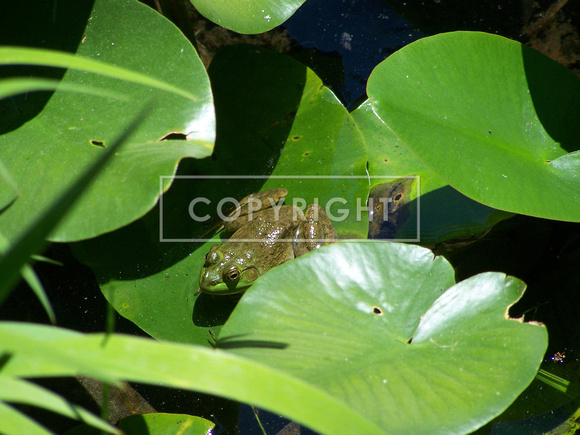 American Bullfrog