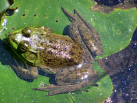 American Bullfrog