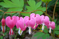 bleeding hearts