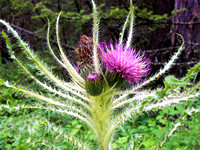 Bull Thistle