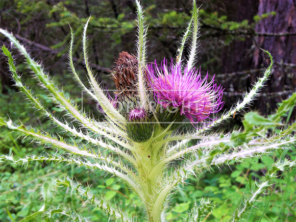 Bull Thistle