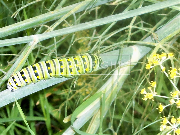 Black Swallowtail caterpillars