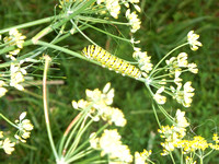 Black Swallowtail and Dill