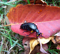 Blister Beetle (oil beetle)