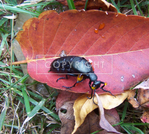 Blister Beetle (oil beetle)