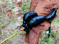 Blister Beetles