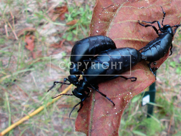 Blister Beetles