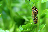 Black swallowtail baby