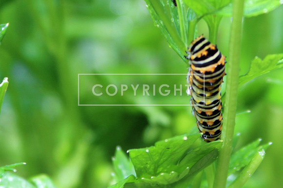 Black swallowtail baby