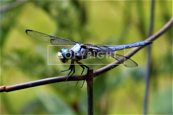 Blue Dasher