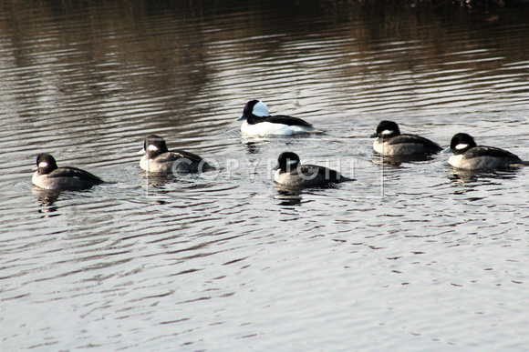 Bufflehead with his women