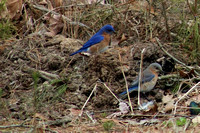 Bluebird pair