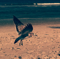 American Herring Gull