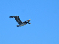 Brown Pelican