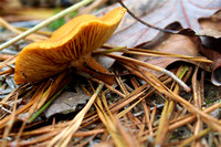 False Chanterelle