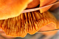 False chanterelle