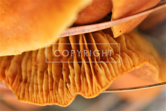 False chanterelle