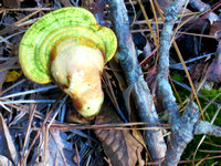 Green polypore