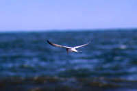 Black Skimmer on the lookout