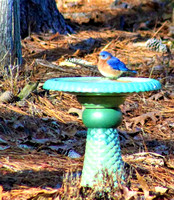 Bluebird on Bird bath