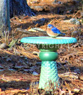 Bluebird on Bird bath