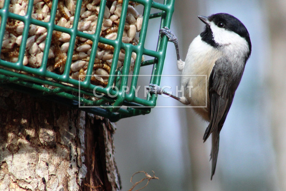 Carolina Chickadee