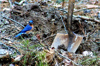 Bluebird eyeing me up