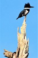 Belted Kingfisher