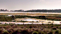 Chincoteague horses and mist