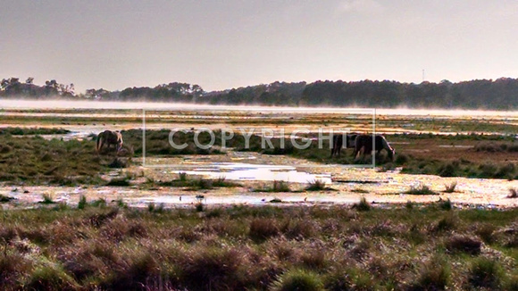 Chincoteague horses and mist