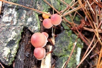 Bonnet Mushroom