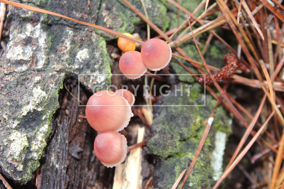 Bonnet Mushroom