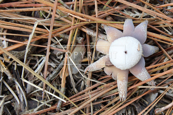 Barometer Earthstar