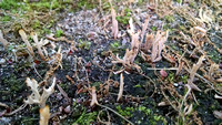 Antler fungi