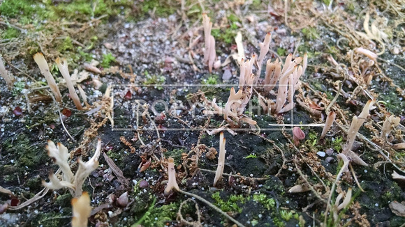 Antler fungi