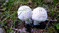 Amanita