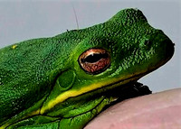 Green frog texture