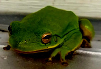 Green tree frog