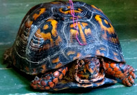 Eastern Box turtle