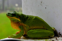 Green Tree Frog calling