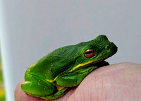 Green tree frog