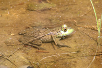 American Bullfrog