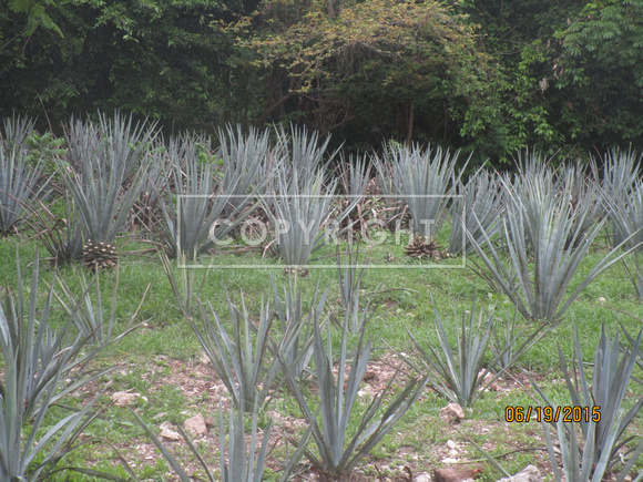 Agave