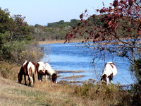 Chincoteague horses