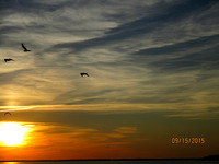 Birds in the sunset